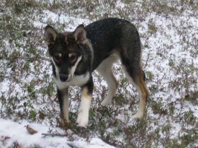 Första snön!